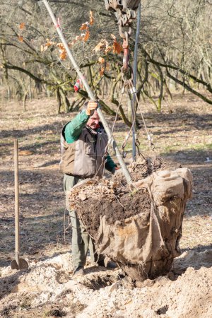 Jardinero profesional en ropa de trabajo protectora está plantando un árbol en un agujero excavado en un parque viejo usando camión cargador de grúa móvil. Paisajismo de calles, parques con árboles jóvenes en un soleado día de primavera.