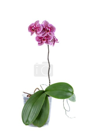 Foto de Hermosas flores de orquídea Phalaenopsis en una olla, aislado sobre fondo blanco. Orquídea sobre fondo blanco. Copyspace. Primer plano. - Imagen libre de derechos