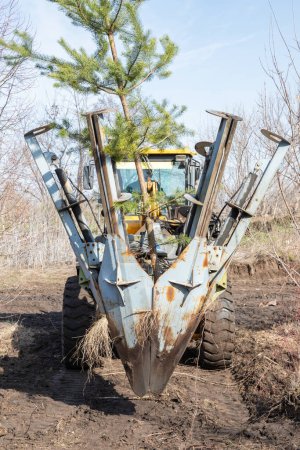 Baumpflanzmaschinen transportieren gerade umgegrabene Bäume. Landschaftspflege, saisonale Landtechnik, große Bäume. Pflanzung von Bäumen mit dem Spaten - Spezialmaschine für das Pflanzen und Transportieren von Bäumen.