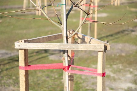 Tree Supports-young trees being supported by wooden stakes. Young tree sapling propped and supported by the wooden slats and tied by tape stringon. Trees with three stakes for support. Close-up.