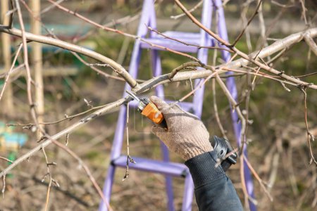 Gardener's hand prunes and cuts branches of a tree in the garden with using electric battery powered pruning secateurs, shears. Pruning electric tools. Season spring cut tree. Close up.