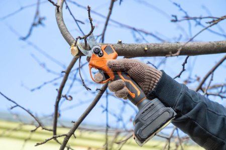 Gardener's hand prunes and cuts branches of a tree in the garden with using electric battery powered pruning secateurs, shears. Pruning electric tools. Season spring cut tree. Close up.