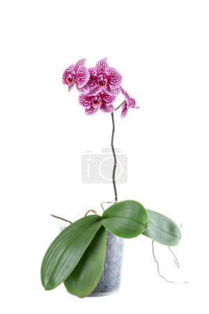 Foto de Hermosas flores de orquídea Phalaenopsis en una olla, aislado sobre fondo blanco. Orquídea sobre fondo blanco. Copyspace. Primer plano. - Imagen libre de derechos