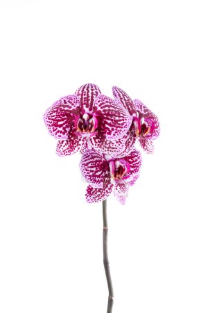 Foto de Hermosas flores de orquídea Phalaenopsis, aisladas sobre fondo blanco. Orquídea sobre fondo blanco. Copyspace. Primer plano. - Imagen libre de derechos