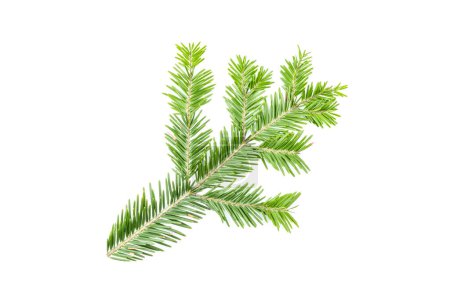 Green fir branch isolated on white background. Item for packaging, design, mockup and scene creator.
