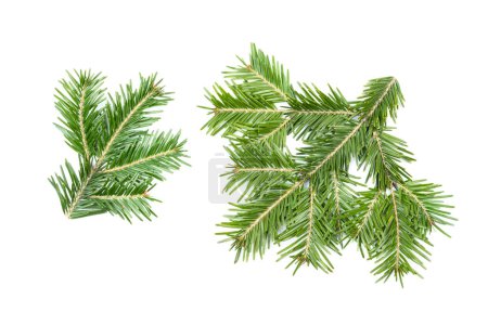 Green fir branches isolated on white background. Item for packaging, design, mockup and scene creator.