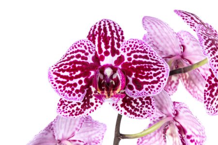 Foto de Hermosas flores de orquídea Phalaenopsis, aisladas sobre fondo blanco. Orquídea sobre fondo blanco. Copyspace. Primer plano. - Imagen libre de derechos
