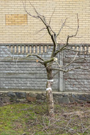 Téléchargez les photos : Juste coupé branches d'arbres fruitiers ou tronc dans le jardin du verger. Taille saisonnière des arbres au printemps et à l'automne. - en image libre de droit