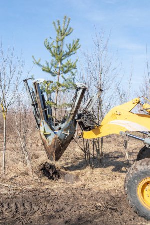 Tree transplanter heavy machine shovel with pine tree. Landscaping, seasonal agricultural engineering, large trees landing machines. Planting of tree using tree spade - specialized machine for transplanting and transport trees. Vertical.