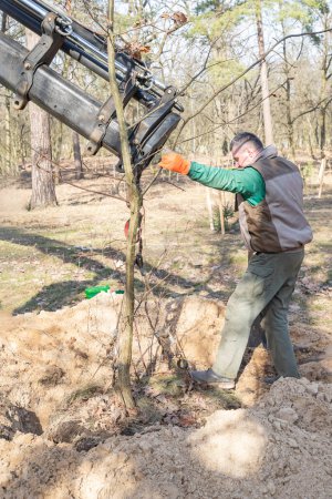 Jardinero profesional en ropa de trabajo protectora está plantando un árbol en un agujero excavado en un parque viejo usando camión cargador de grúa móvil. Paisajismo de calles, parques con árboles jóvenes en un soleado día de primavera.