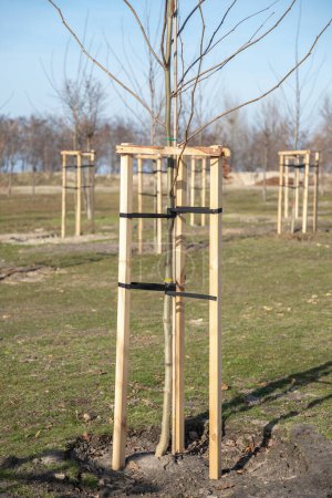 Baum Unterstützt junge Bäume, die durch Holzpfähle gestützt werden. Junges Bäumchen gestützt und gestützt von den Holzlatten und mit Klebeband gebunden. Vertikal. Nahaufnahme.