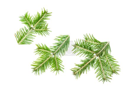 Green fir branches isolated on white background. Item for packaging, design, mockup and scene creator.