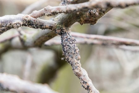 Fruit trees trunk disease, illness, treatment at orchard in spring or autumn season. Garden problem and solution. Canker on trunk of tree. Close-up.