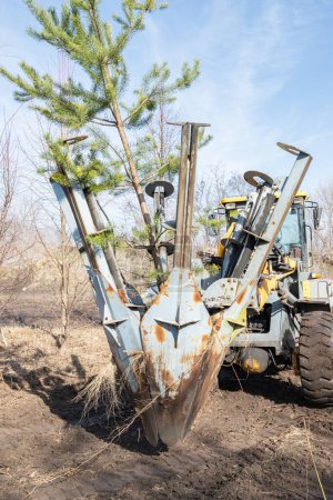 Tree transplanter heavy machine shovel with pine tree. Planting of tree using tree spade - specialized machine for transplanting and transport trees. Vertical.