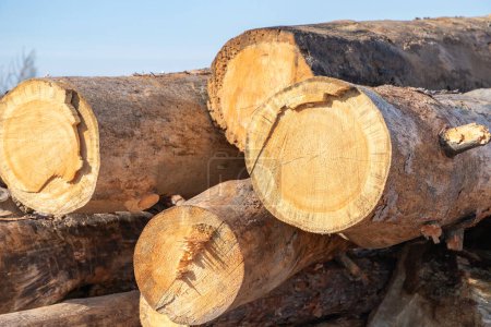 A pile of wood logs. Forest pines and firs. Pile of logs, logging wood industry. Close-up.