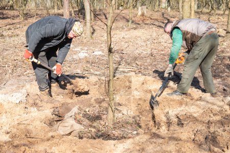 Jardineros profesionales en ropa de trabajo protectora están plantando un árbol en un agujero excavado en un parque viejo utilizando camión cargador de grúa móvil. Paisajismo de calles, parques con árboles jóvenes en un soleado día de primavera.