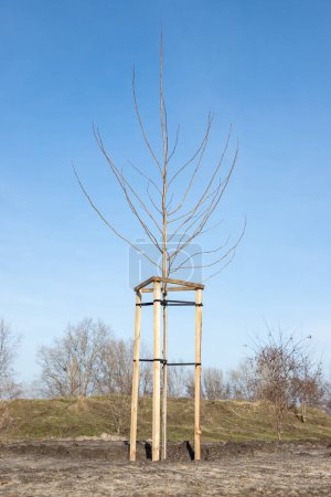 Newly planted tree in a new park. Young tree with the stakes protective support. Young tree sapling propped and supported by the wooden slats and tied by tape string.