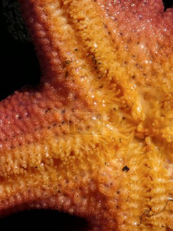 Blood starfish flipped over showing its tube feet