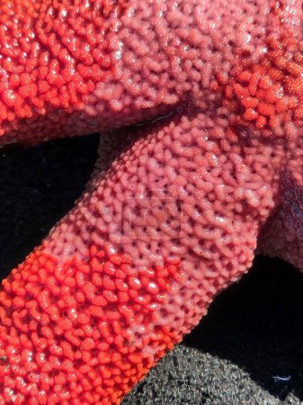 Foto de Brillantes brazos de estrellas de mar de sangre roja mostrando cerca de la piel - Imagen libre de derechos