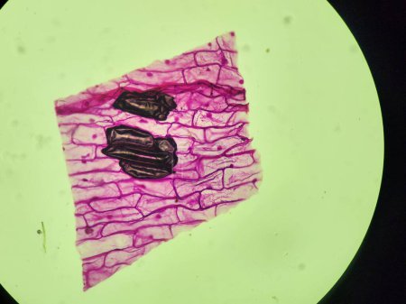 Foto de Onion skin - under microscope with pink stain - Imagen libre de derechos
