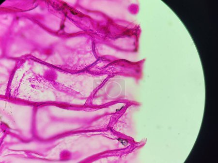Foto de Onion skin - under microscope with pink stain - Imagen libre de derechos