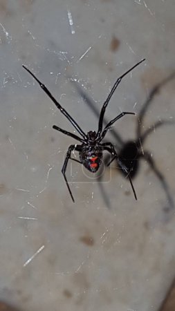Black Widow Showing Red Hourglass on Web