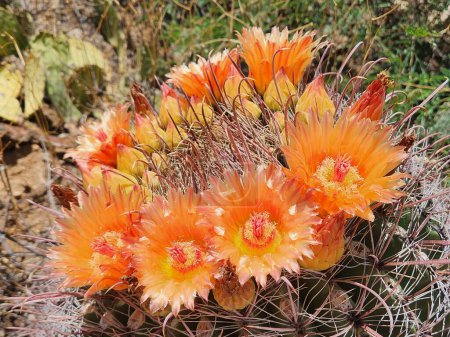 Foto de Flores de cactus de barril de anzuelo naranja - Desierto de Sonora - Imagen libre de derechos