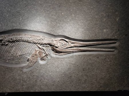 Foto de Fósil esqueleto antiguo - pequeño ictiosaurio con sombra - Imagen libre de derechos