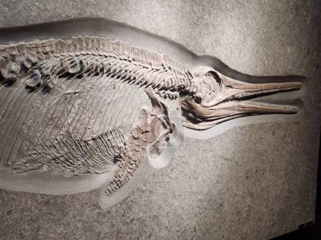 Foto de Fósil esqueleto antiguo - pequeño ictiosaurio con sombra - Imagen libre de derechos