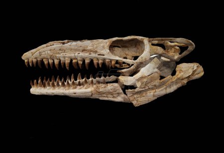 Ancient fossilized mosasaurus skull - black background