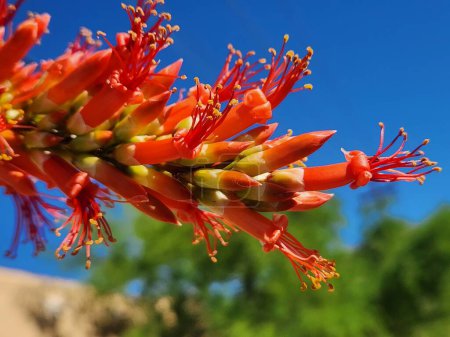 Téléchargez les photos : Fleurs d'ocotillo nouvellement ouvertes - Tucson, Arizona - en image libre de droit