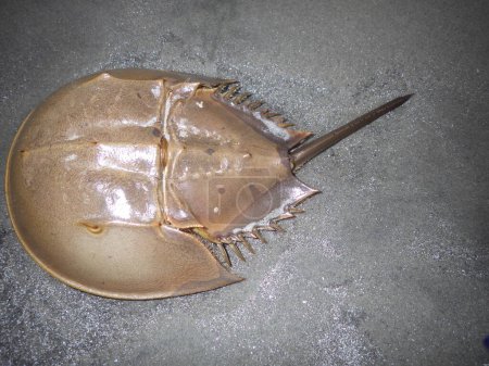 Crabe en fer à cheval sur une plage de sable fin en Caroline du Sud