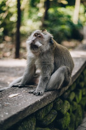 Foto de Primer plano de mono lindo sentado en la pared en el bosque de monos sagrados. Divertido macaco descansando en el santuario de monos ubud - Imagen libre de derechos