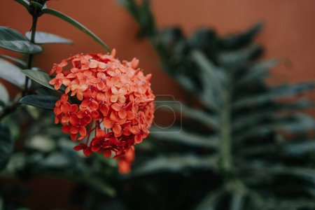 Téléchargez les photos : Cette image capture une superbe fleur rouge vibrante avec des feuilles vertes luxuriantes sur un fond sombre, mettant en valeur sa beauté à couper le souffle. - en image libre de droit