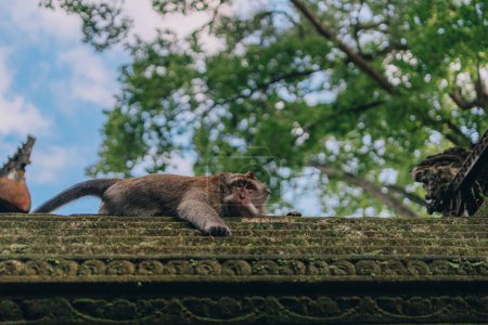 Foto de Lindo mono acostado en la pared de piedra en el bosque de monos sagrados. Macaco relajado sobre arquitectura balinesa cubierto de musgo - Imagen libre de derechos