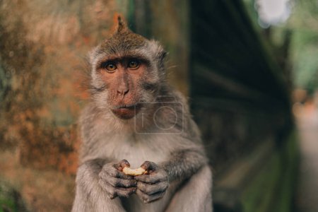 Foto de Macaco colgado en la pared de arquitectura de piedra en mono bosque sagrado. Mono escalada en balinés tradicional escultura tallada en piedra - Imagen libre de derechos