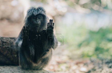 Foto de Primer plano de mono negro con las manos en el vidrio. Mono lindo esponjoso sentado y mirando recto - Imagen libre de derechos