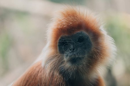 Foto de Primer plano de las especies de monos langur dorados. Foto de mono en peligro de extinción en el zoológico, linda cara de mono esponjoso - Imagen libre de derechos