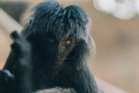 Foto de Primer plano de la cara esponjosa de Goeldis marmoset. Lindo mono goeldis adorable en el zoológico - Imagen libre de derechos