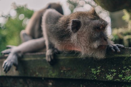 Photo for Close up shot of relaxed macaque on stone wall. Lying monkey on balinese sculpture in sacred monkey forest sanctuary - Royalty Free Image