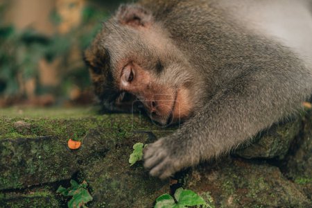 Photo for Close up shot of monkey admiring plant in monkey forest. Lying relaxed macaque in sacred monkey ubud sanctuary - Royalty Free Image