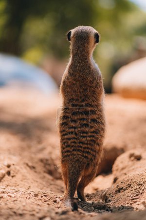 Photo for Close up shot of standing meerkat on sand. Cute suricate looking around in lookout pose - Royalty Free Image
