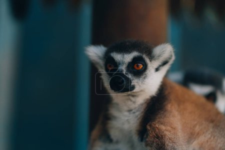 Photo for Close up shot of relaxed ring tailed lemur. Cute furry animal taking sunbath and resting - Royalty Free Image