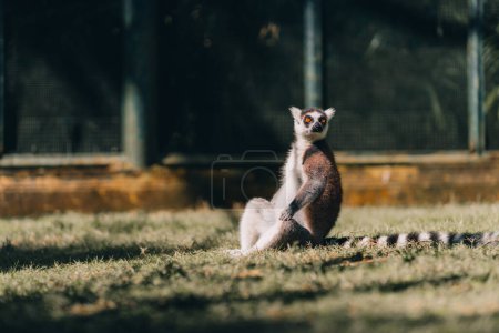 Photo for Close up shot of sitting ring tailed lemur on grass. Cute lemur in lookout position watching around - Royalty Free Image