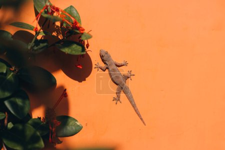 Téléchargez les photos : Gros plan d'un petit lézard sur un mur orange avec des feuilles de plantes vertes. Lézard Gecko marche sur la clôture de la maison - en image libre de droit