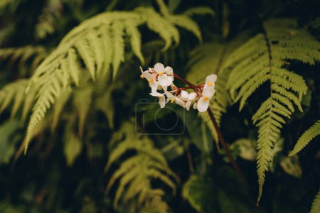 Photo for Close up shot of white tropical small flowers with green leaves background. Exotic flora and jungle botanicals - Royalty Free Image