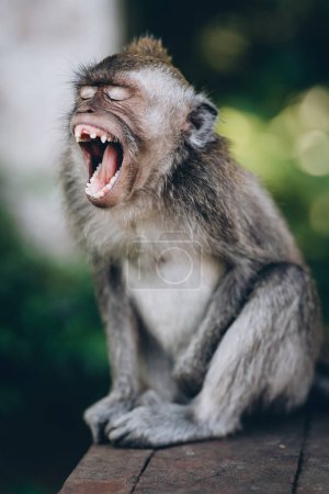 Téléchargez les photos : Gros plan d'un drôle de singe bâillant. Macaque assis à bouche ouverte dans la forêt sacrée de singes - en image libre de droit