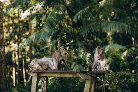 Photo for Group of monkeys sitting on stone temple with palms background. Macaques family relaxing in monkey forest - Royalty Free Image