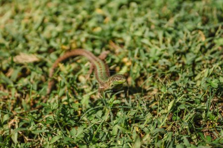 Lézard vert et brun, petit reptile dans l'herbe du jardin tropical d'été