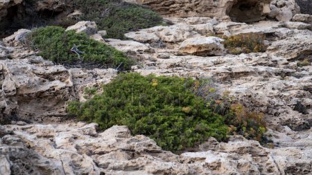 Photo for Green plants and grass on rocks of Cape Greco southeastern part of Cyprus island - Royalty Free Image